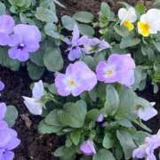 ヒメ日記 2025/12/03 15:04 投稿 舞(まい) ロケットワイフ