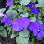 ヒメ日記 2025/12/09 16:37 投稿 舞(まい) ロケットワイフ