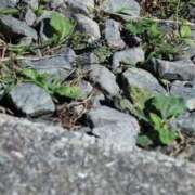 ヒメ日記 2026/01/01 10:34 投稿 舞(まい) ロケットワイフ