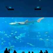 ヒメ日記 2026/01/31 12:16 投稿 舞(まい) ロケットワイフ