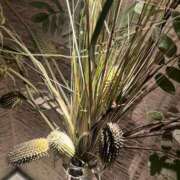 ヒメ日記 2026/03/01 23:48 投稿 舞(まい) ロケットワイフ