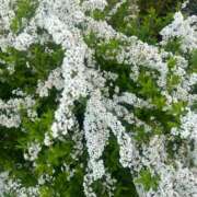 ヒメ日記 2026/03/30 08:17 投稿 舞(まい) ロケットワイフ