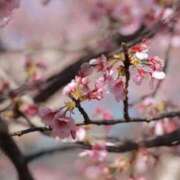 ヒメ日記 2026/03/30 18:14 投稿 舞(まい) ロケットワイフ