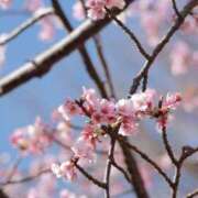 ヒメ日記 2026/03/31 09:40 投稿 舞(まい) ロケットワイフ