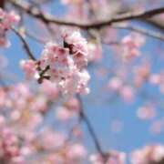 ヒメ日記 2026/04/01 09:29 投稿 舞(まい) ロケットワイフ