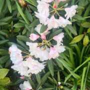 ヒメ日記 2026/04/01 12:29 投稿 舞(まい) ロケットワイフ