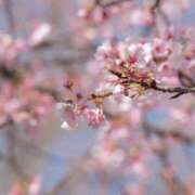 ヒメ日記 2026/04/01 23:19 投稿 舞(まい) ロケットワイフ