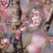 ヒメ日記 2026/04/04 20:10 投稿 舞(まい) ロケットワイフ