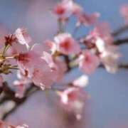 ヒメ日記 2026/04/07 10:00 投稿 舞(まい) ロケットワイフ