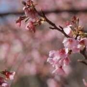 ヒメ日記 2026/04/08 16:01 投稿 舞(まい) ロケットワイフ