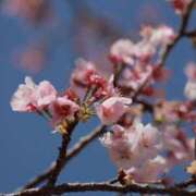 ヒメ日記 2026/04/09 22:00 投稿 舞(まい) ロケットワイフ