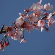 ヒメ日記 2026/04/09 22:05 投稿 舞(まい) ロケットワイフ