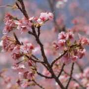 ヒメ日記 2026/04/10 12:16 投稿 舞(まい) ロケットワイフ