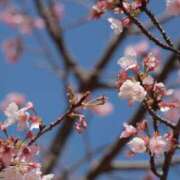 ヒメ日記 2026/04/13 11:34 投稿 舞(まい) ロケットワイフ