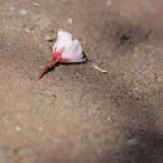 ヒメ日記 2026/04/14 17:02 投稿 舞(まい) ロケットワイフ