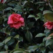 ヒメ日記 2026/04/15 23:09 投稿 舞(まい) ロケットワイフ