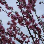 ヒメ日記 2026/04/16 09:42 投稿 舞(まい) ロケットワイフ