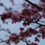 ヒメ日記 2026/04/17 11:49 投稿 舞(まい) ロケットワイフ