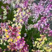 ヒメ日記 2026/04/20 22:49 投稿 舞(まい) ロケットワイフ