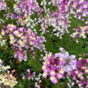 ヒメ日記 2026/04/21 14:23 投稿 舞(まい) ロケットワイフ