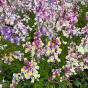 ヒメ日記 2026/04/21 14:28 投稿 舞(まい) ロケットワイフ