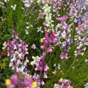 ヒメ日記 2026/04/22 08:15 投稿 舞(まい) ロケットワイフ