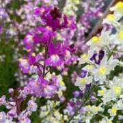 ヒメ日記 2026/04/22 15:20 投稿 舞(まい) ロケットワイフ