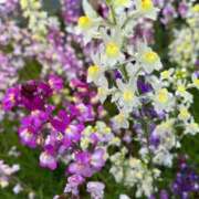 ヒメ日記 2026/04/22 19:19 投稿 舞(まい) ロケットワイフ