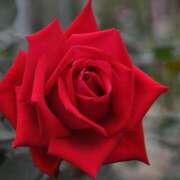 ヒメ日記 2025/01/08 20:12 投稿 椎名あいら 宝石箱(すすきの)