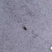 ヒメ日記 2025/06/01 18:48 投稿 椎名あいら 宝石箱(すすきの)