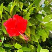 ヒメ日記 2025/07/17 21:09 投稿 椎名あいら 宝石箱(すすきの)