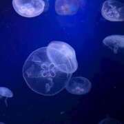 ヒメ日記 2025/08/01 23:27 投稿 椎名あいら 宝石箱(すすきの)