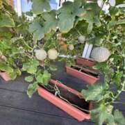 ヒメ日記 2025/08/23 11:09 投稿 椎名あいら 宝石箱(すすきの)