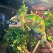 ヒメ日記 2025/10/18 17:33 投稿 椎名あいら 宝石箱(すすきの)