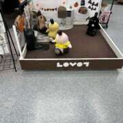 ヒメ日記 2025/11/14 18:03 投稿 椎名あいら 宝石箱(すすきの)