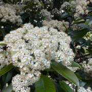 ヒメ日記 2025/05/01 21:16 投稿 桜香 李白（りぽ）