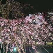 ヒメ日記 2026/03/22 22:20 投稿 桜香 李白（りぽ）