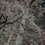 ヒメ日記 2026/03/31 18:01 投稿 桜香 李白（りぽ）