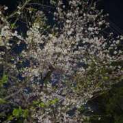 ヒメ日記 2026/04/03 21:49 投稿 桜香 李白（りぽ）