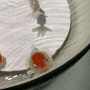 ヒメ日記 2026/02/25 00:13 投稿 サラ 痴女Ｍ性感カリスマ