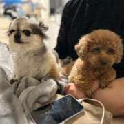 ヒメ日記 2024/12/29 04:00 投稿 菊川みつ葉 浜松ハンパじゃない学園