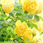 ヒメ日記 2025/03/05 07:46 投稿 くみ 熟女の風俗最終章 蒲田店