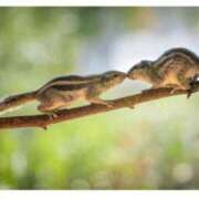 ヒメ日記 2025/03/13 13:36 投稿 くみ 熟女の風俗最終章 蒲田店