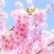 ヒメ日記 2025/03/26 07:20 投稿 くみ 熟女の風俗最終章 蒲田店