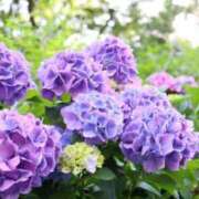 ヒメ日記 2025/06/10 08:00 投稿 くみ 熟女の風俗最終章 蒲田店