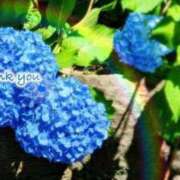 ヒメ日記 2025/06/11 10:05 投稿 くみ 熟女の風俗最終章 蒲田店