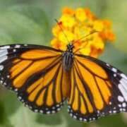 ヒメ日記 2025/06/18 11:03 投稿 くみ 熟女の風俗最終章 蒲田店