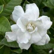 ヒメ日記 2025/06/25 07:59 投稿 くみ 熟女の風俗最終章 蒲田店