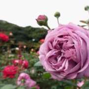 ヒメ日記 2026/03/17 11:20 投稿 くみ 熟女の風俗最終章 蒲田店