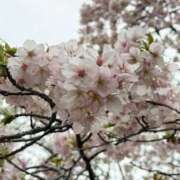 ヒメ日記 2026/03/25 11:50 投稿 くみ 熟女の風俗最終章 蒲田店